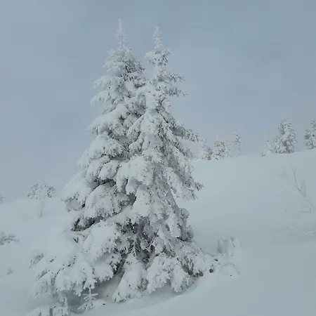 Apartma Marjetica דירה